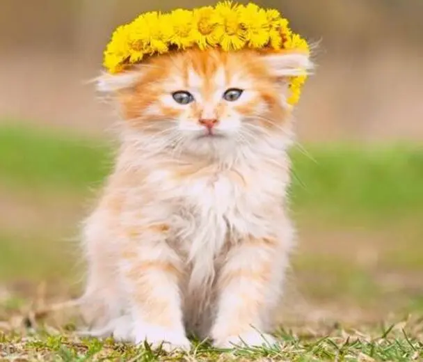 关于猫咪鼻子的8大秘密 哔哩哔哩