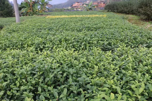 无性系栽培 科学种茶新方法 北方茶叶栽培技术 脚本 哔哩哔哩