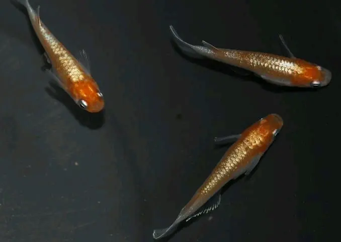 鳞光红白朱赤色鉴赏 哔哩哔哩