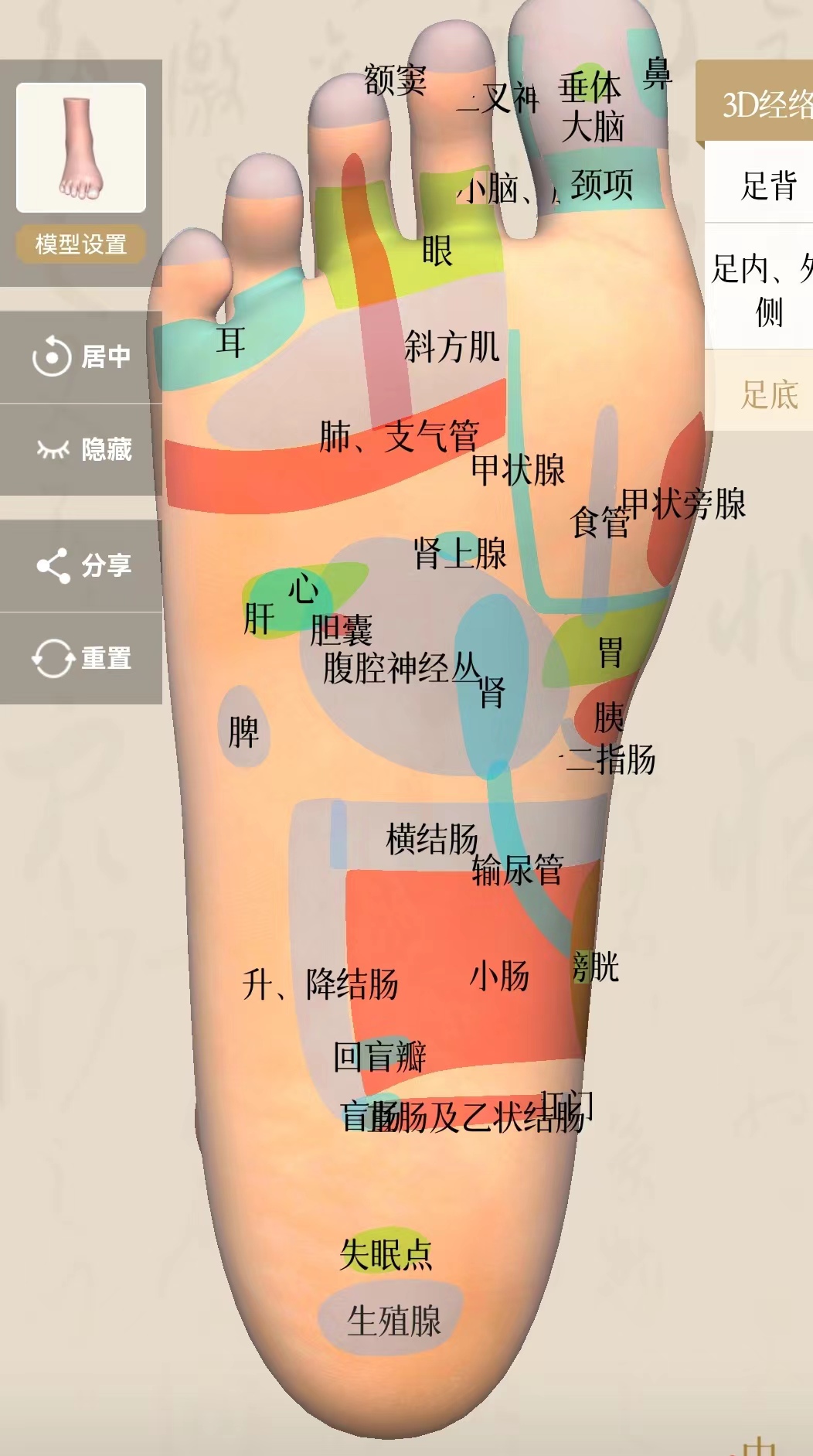 足部反射区示意图图片素材-编号16798285-图行天下