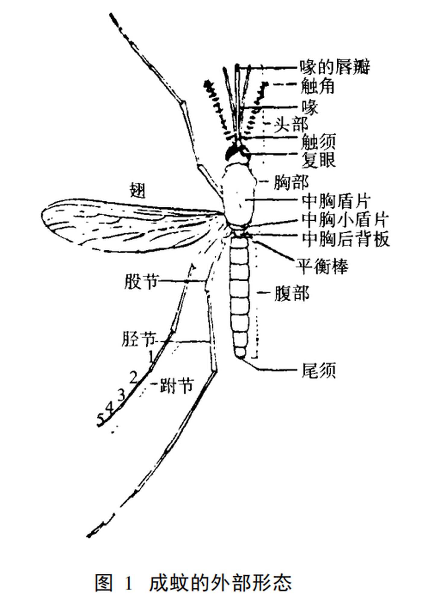 蚊子的结构示意图图片