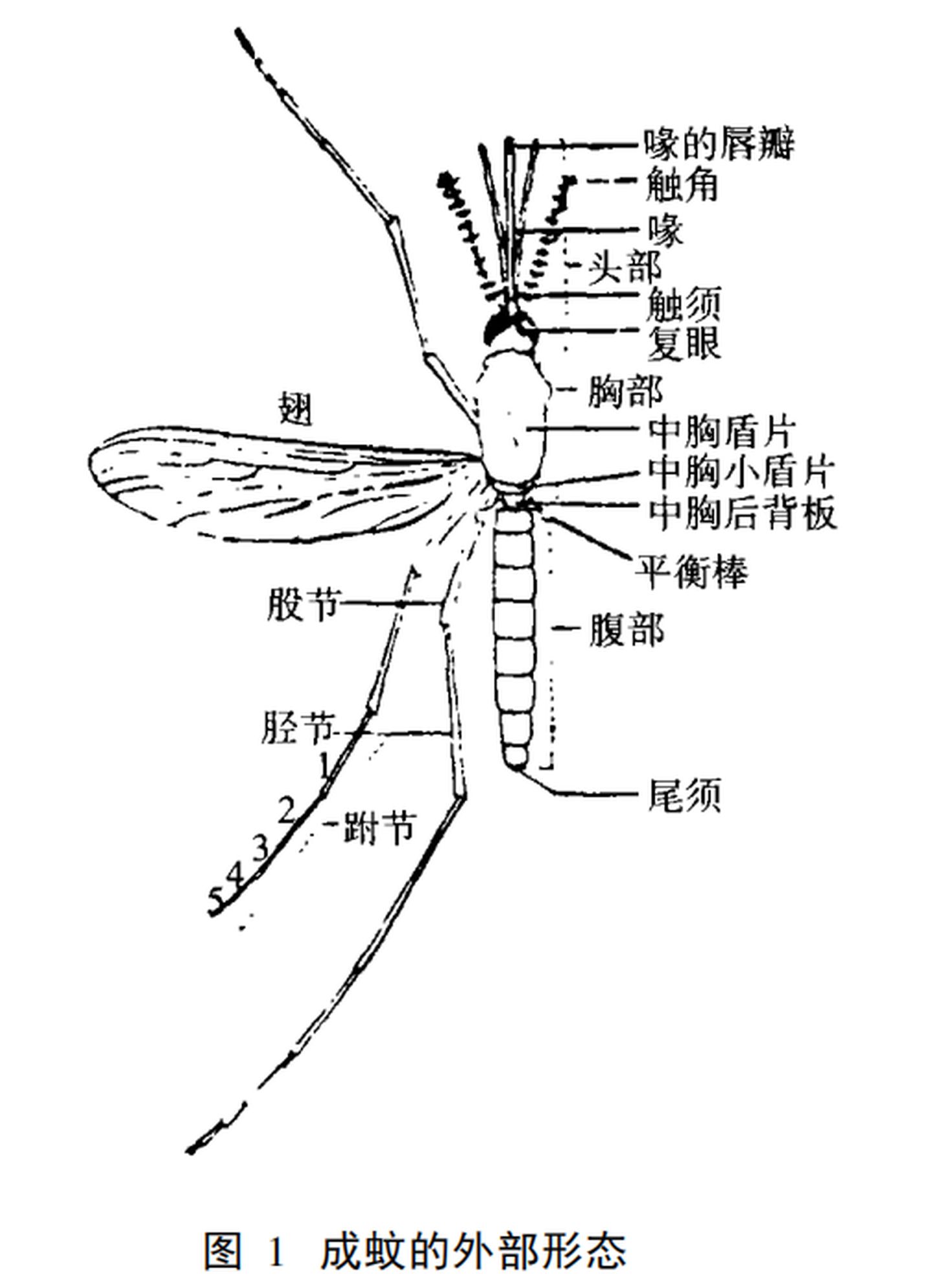 蚊子身体结构图片