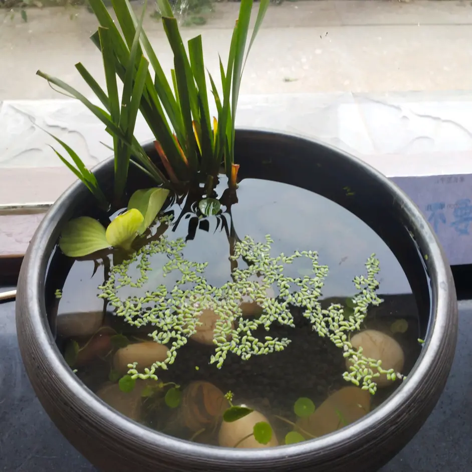 观背青鳉缸开缸记录 哔哩哔哩