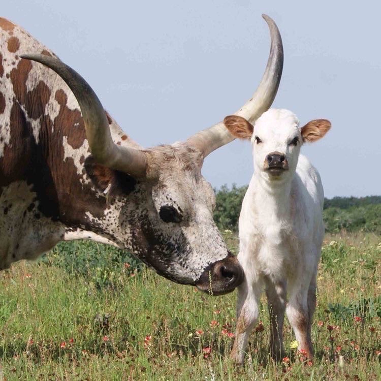 世界上牛角最长的大牛牛,轻松超过一辆小车车 - 哔哩哔哩