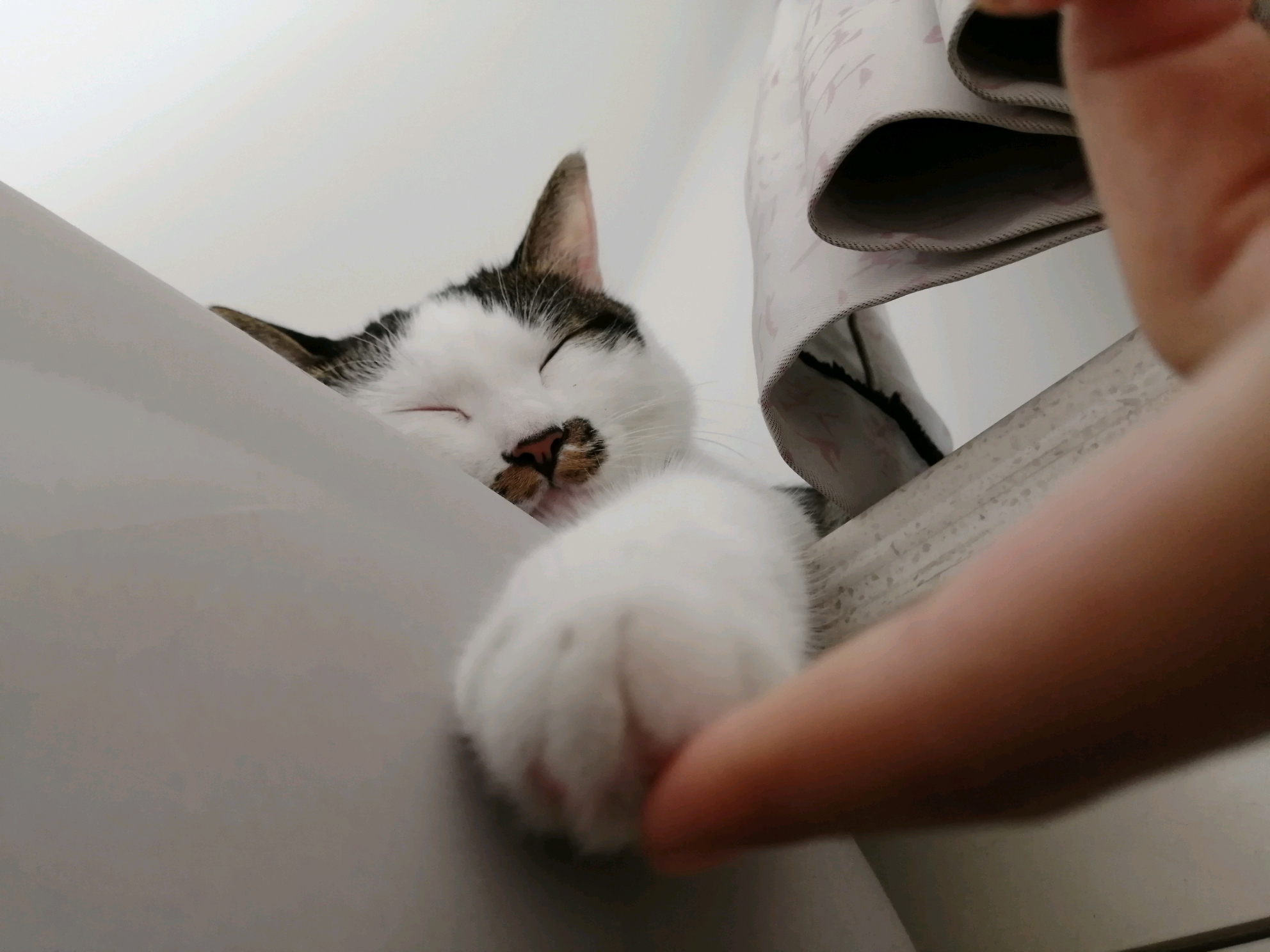 猪大胆儿趴在窗台边睡,可可爱爱没有脑袋.