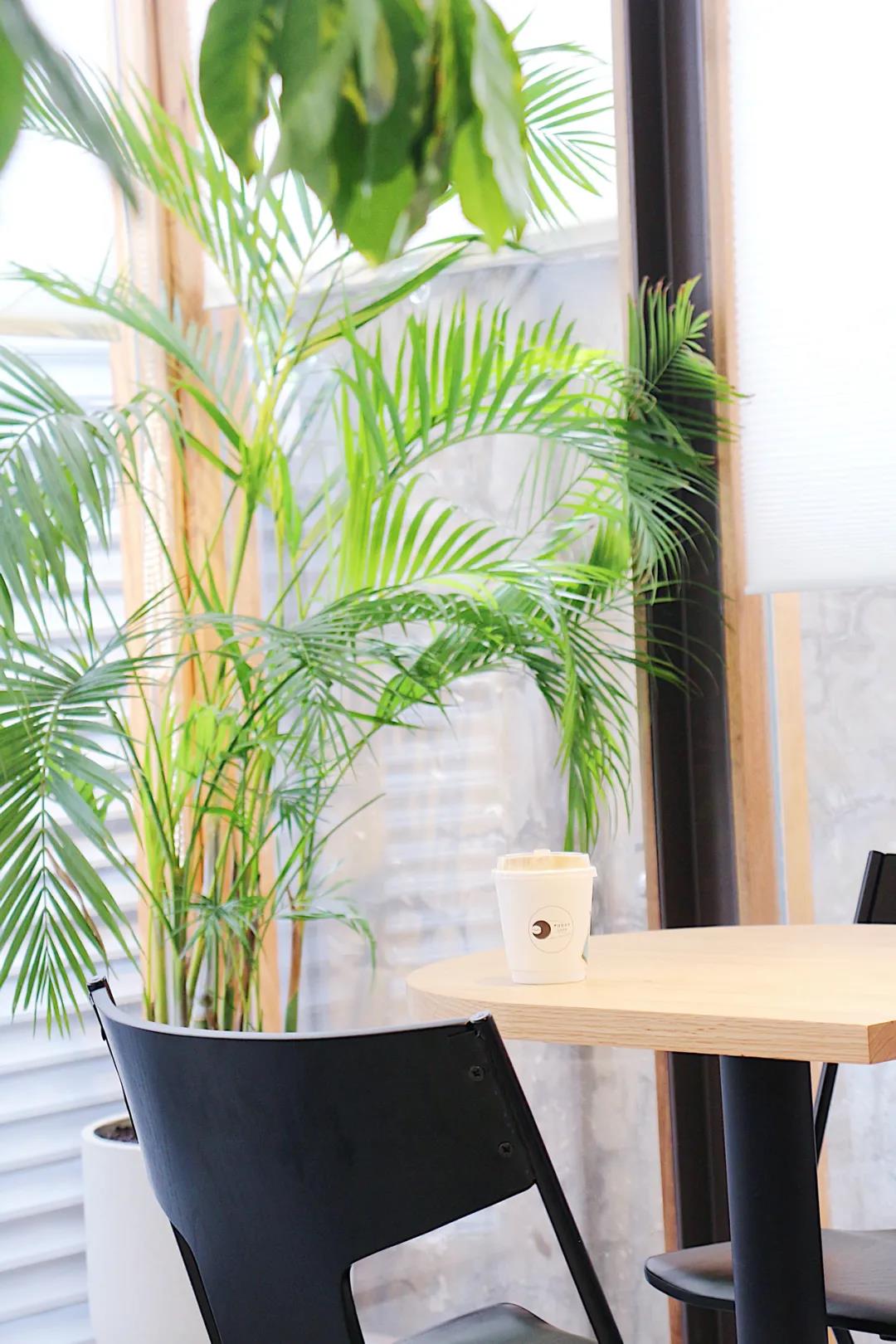 『软装绿植』把咖啡店里的绿植都搬回家
