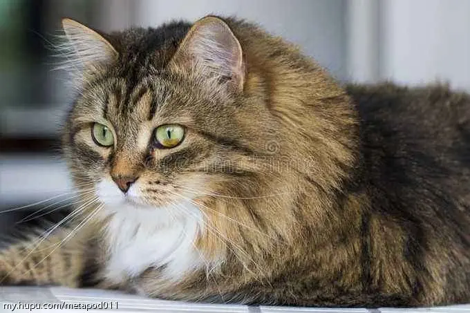 铁甲蛹原创 一般属性代表宝可梦 第四世代篇 哔哩哔哩