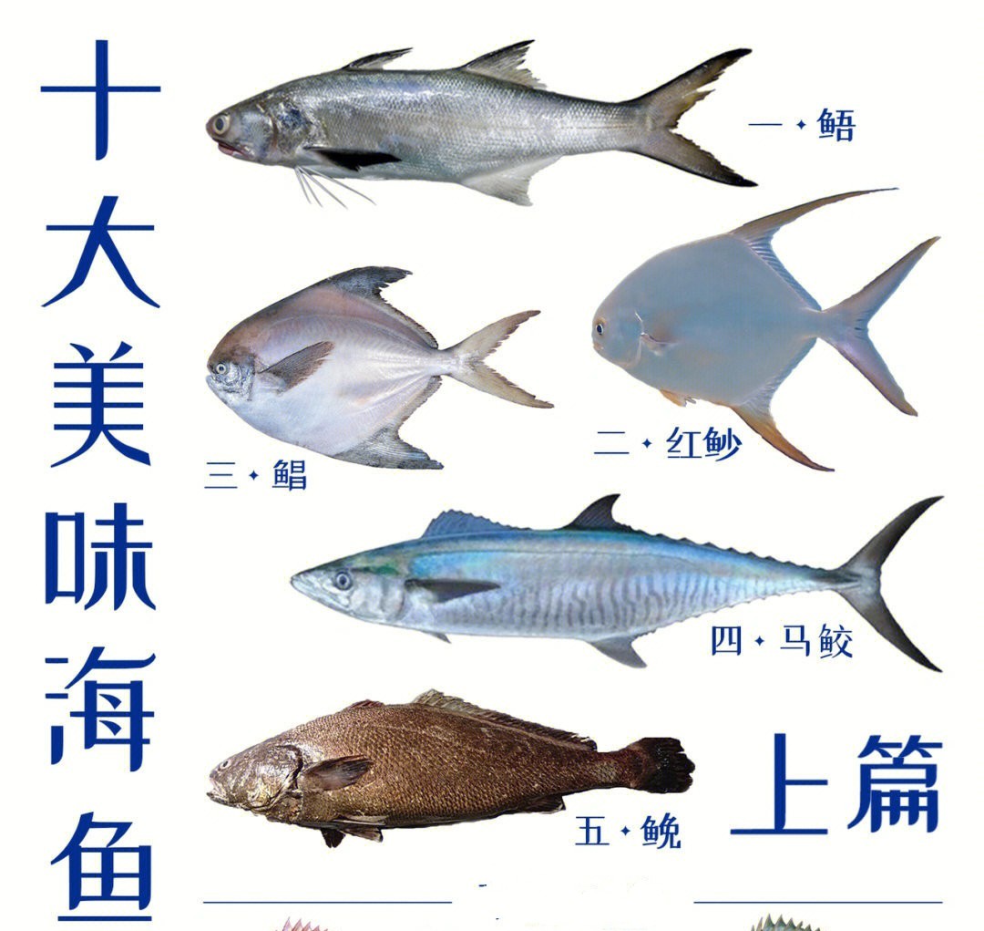 海洋鱼类图谱图片素材-编号38928089-图行天下