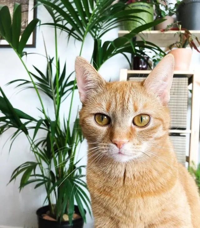 许多植物对猫咪而言都有剧毒，养猫请确保家里没有这些种类的花草- 哔哩哔哩