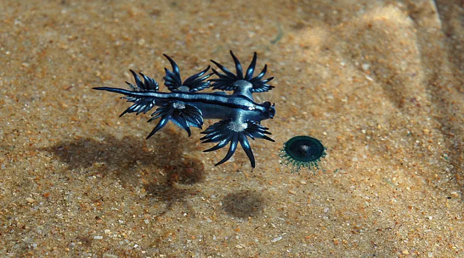 关于裸鳃类glaucus属命名的意见与讨论 以浮游青海牛替换海神鳃 哔哩哔哩