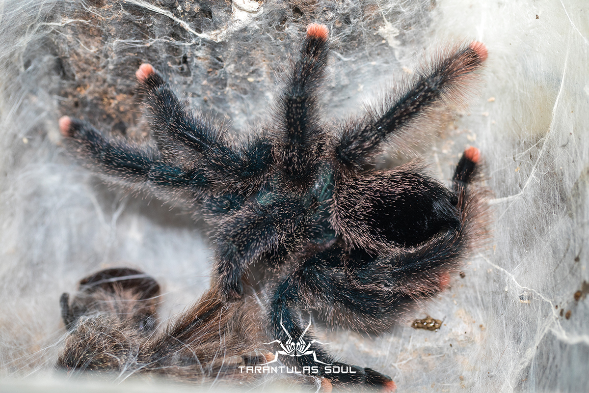 avicularia sp. kwitara river 圭亚那巨人粉趾