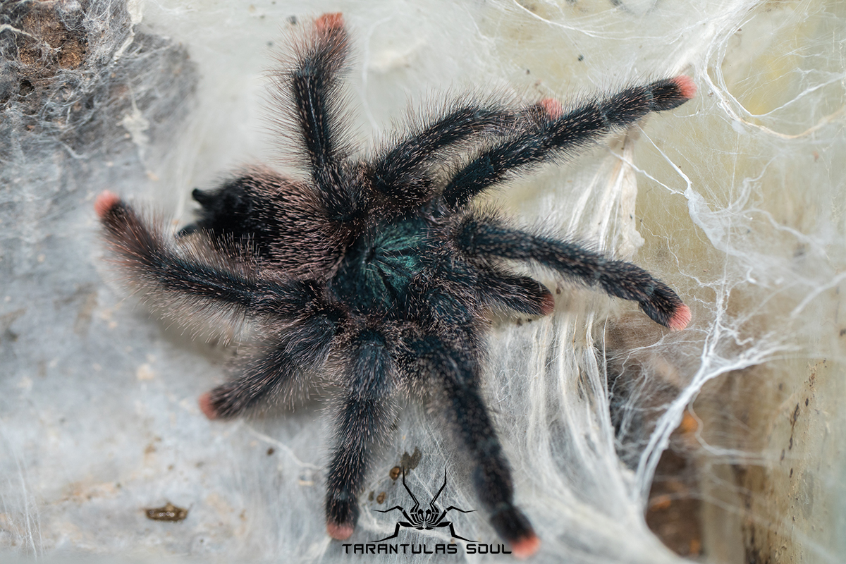 avicularia sp. kwitara river 圭亚那巨人粉趾