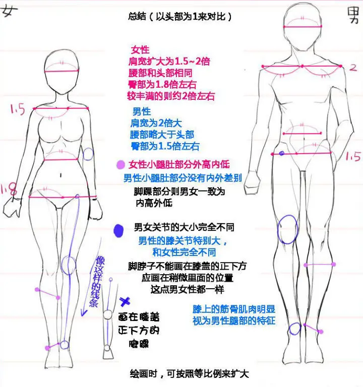 男女画法差异篇 身体 画女硬说男 男女之间的区别在哪里 哔哩哔哩