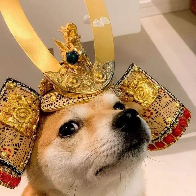 3000买的柴犬长大后为啥越来越像土狗 哔哩哔哩