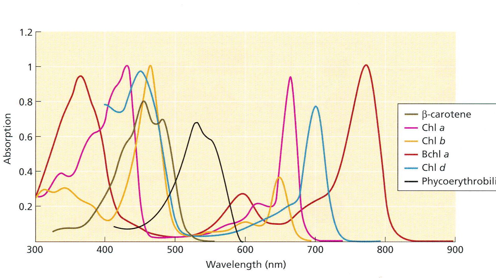 生物化学与分子生物学笔记07【光反应】 哔哩哔哩