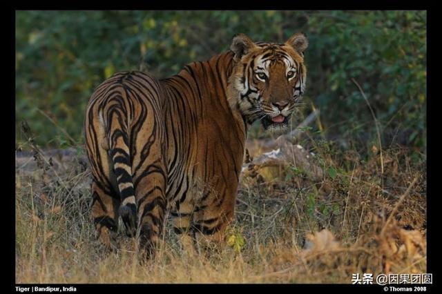 著名虎王拉贾一门三代雄虎以死斗和单杀的方式铸就了铁血家族