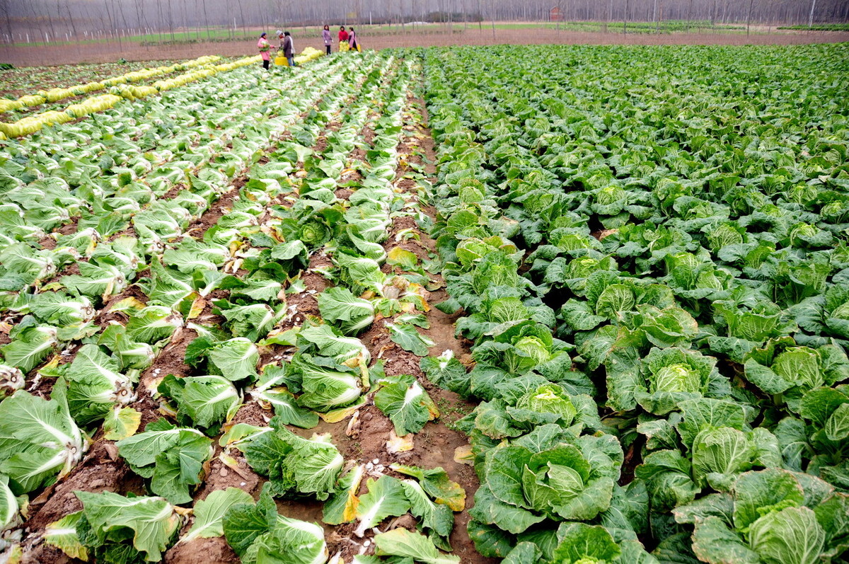 蔬菜种植技术：大白菜栽培对环境条件的要求！|大白菜|壤土|土壤_新浪新闻