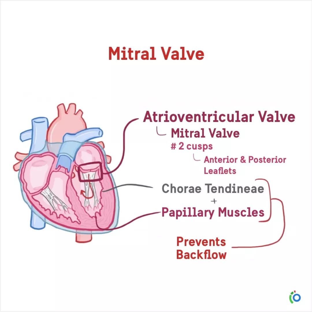 【Osmosis】循环系统 · 解剖与生理（中英双语） 哔哩哔哩