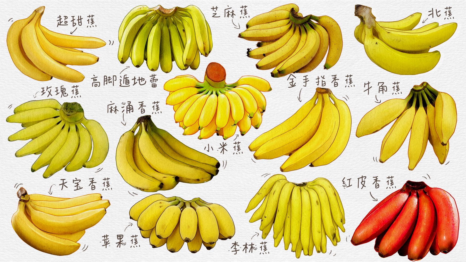 香蕉与芭蕉的区别 香蕉与芭蕉的功效区别 | 说明书网