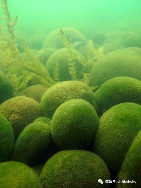【双语新闻 | 旅游】时隔漫长的半世纪,北海道阿寒湖绿球藻栖息地再