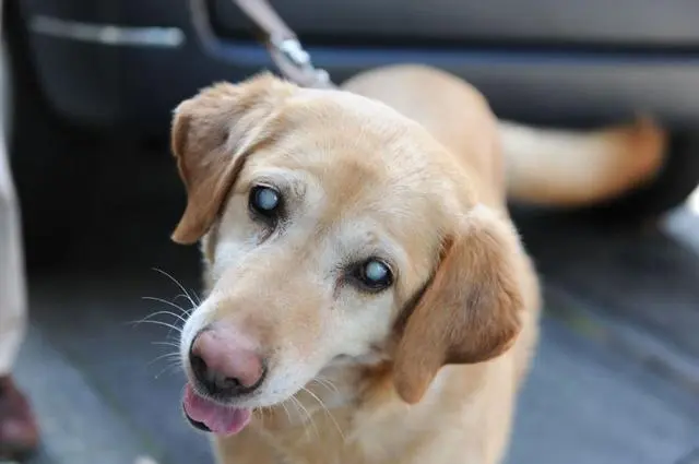 狗狗白内障4大征兆 高发犬种要注意 因为眼药水不能预防治疗 哔哩哔哩