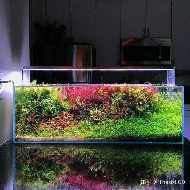 什么是生态水族缸 简单说说我理解的生态水族缸 哔哩哔哩