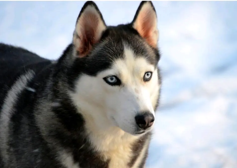 狗狗的种类性格 哔哩哔哩