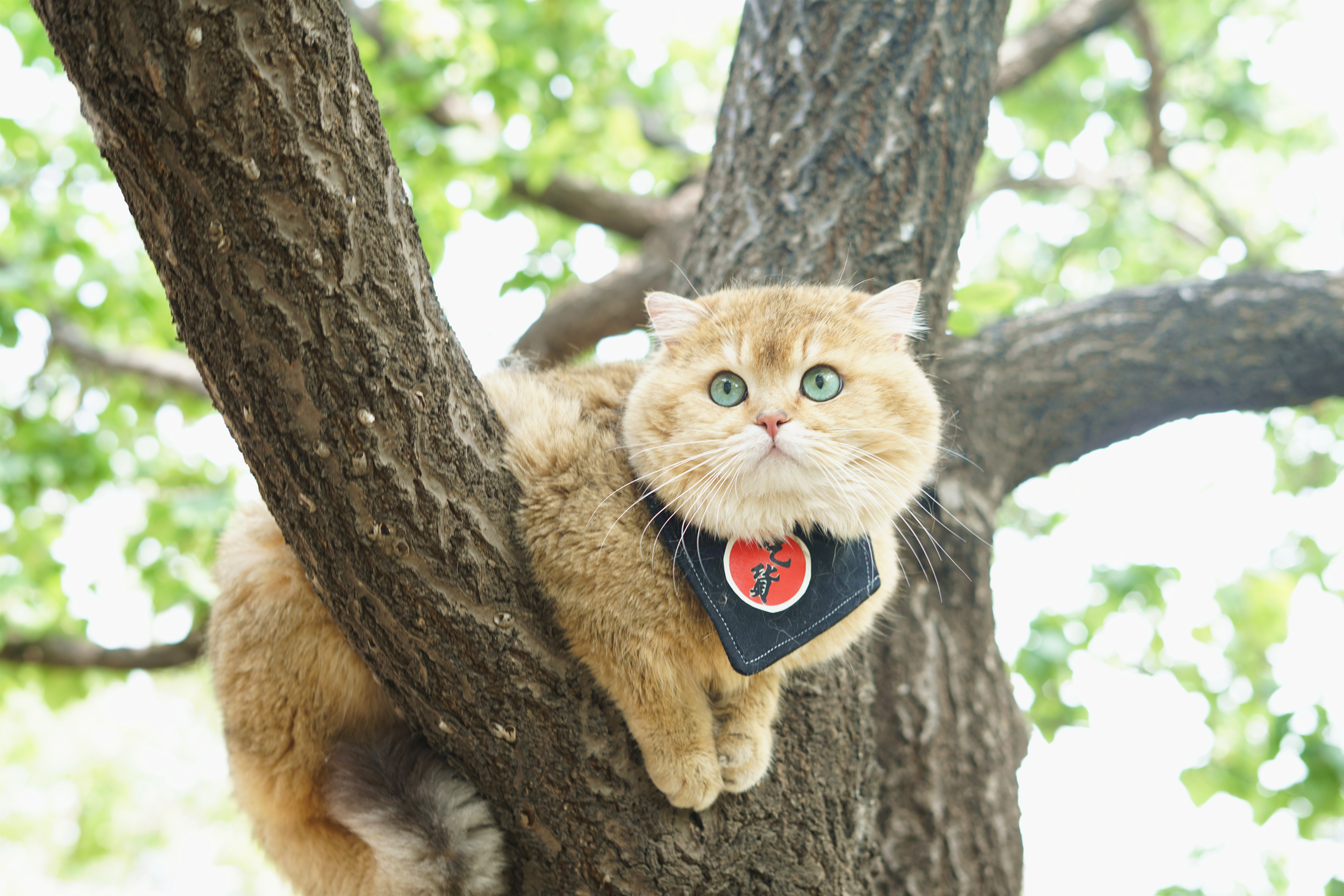 猫的咕噜声真的是代表它们很舒服吗?