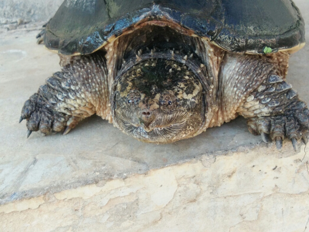 关于北美拟鳄龟的资料与基本误区修改版