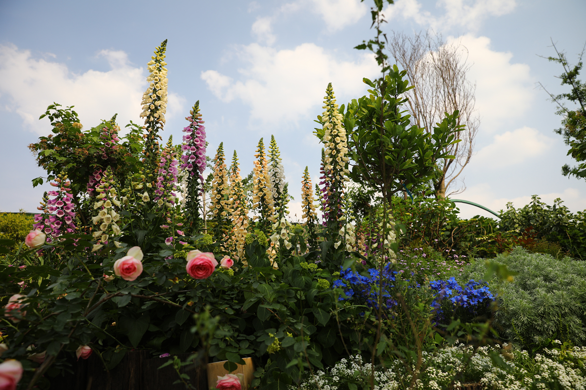 早春花境植物毛地黄85折单品非偏包邮