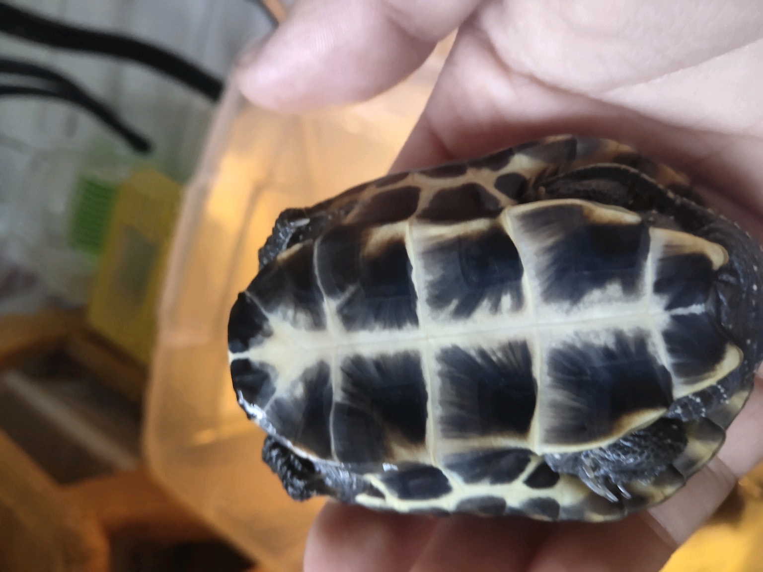 草龟疾病外形饲养及分类讨论组