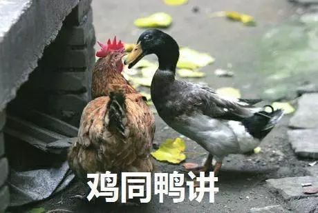 四川话差一点成了普通话