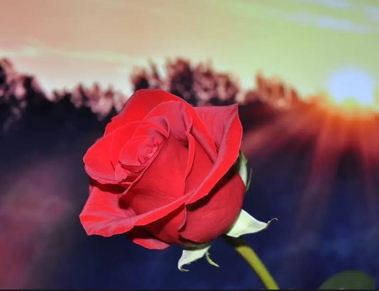 五月份会开放的花卉有哪些 哔哩哔哩