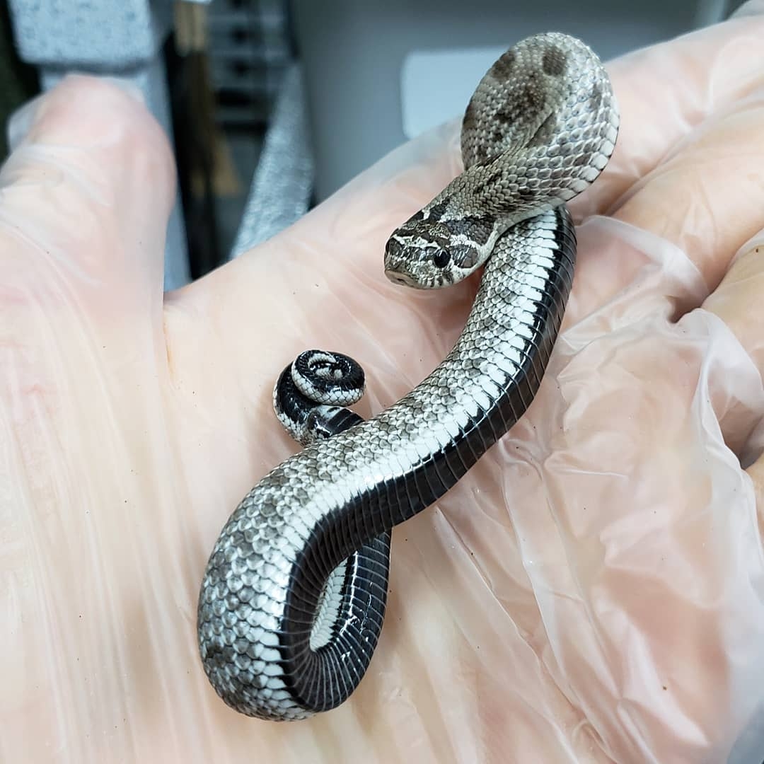 『爬宠』宠物蛇 观赏图集04 1