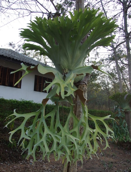 如果你是个慢性子,可以试试种一棵何其美.