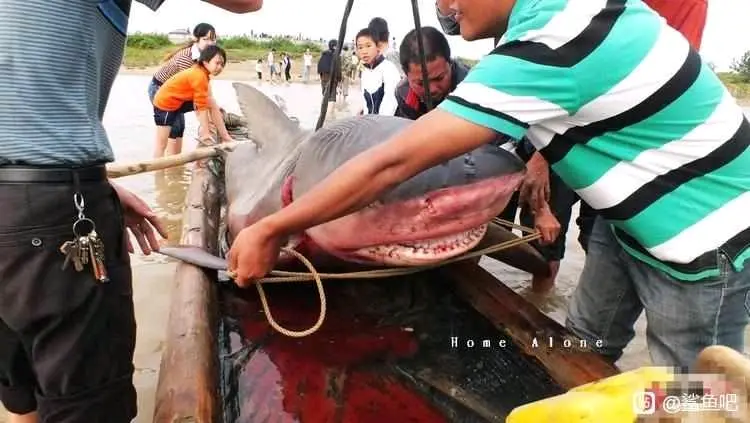 盘点一下中国附近海域捕获的牛鲨