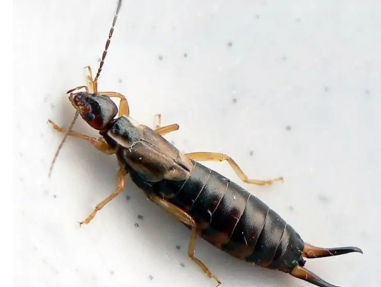 蠼螋用什么杀虫剂消灭好 - 哔哩哔哩