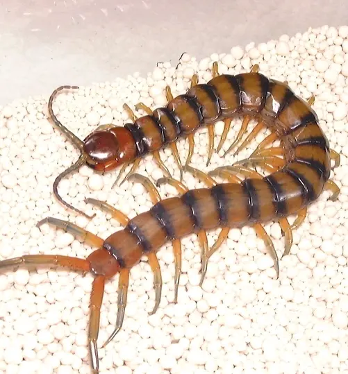 多足亚门 Myriapoda 简要分类 哔哩哔哩