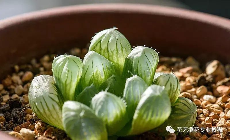 多肉植物养护 如何对付多肉杀手小飞虫 告诉你几个除虫方法 哔哩哔哩