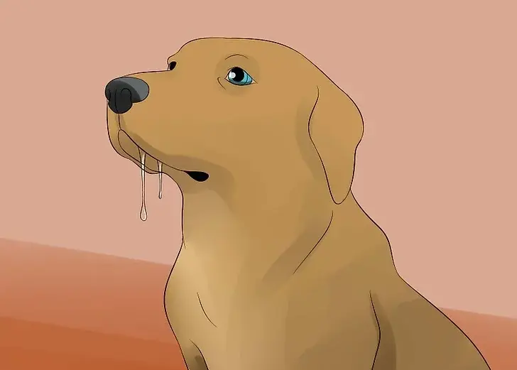 你所不知的如何鼓励狗狗多喝水 这点新花样或许就能刺激它多喝水 哔哩哔哩