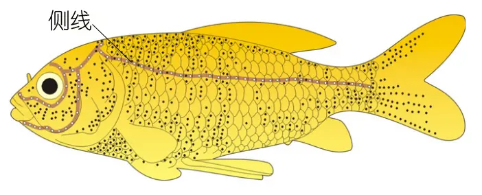 神奇的鱼类侧线感受系统及其仿生应用 哔哩哔哩
