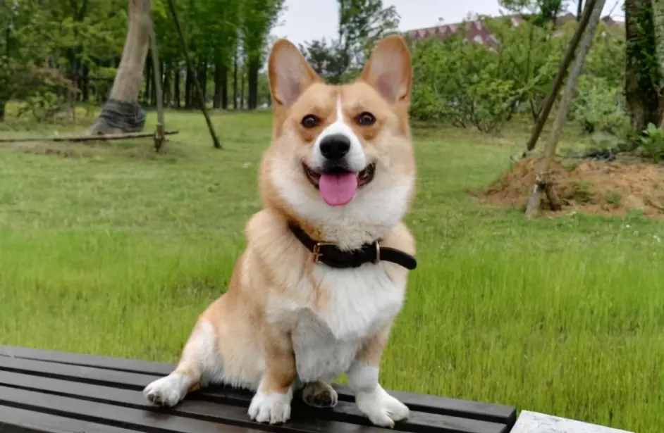 柯基犬口臭严重怎么办 这几招 轻松帮你解决 哔哩哔哩