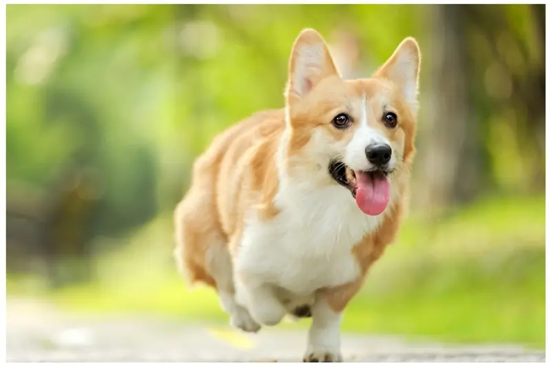 水分不足 导致狗狗出现的问题 你知道吗 哔哩哔哩