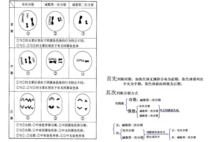 高中生物干货第七章 细胞的分裂与分化 哔哩哔哩