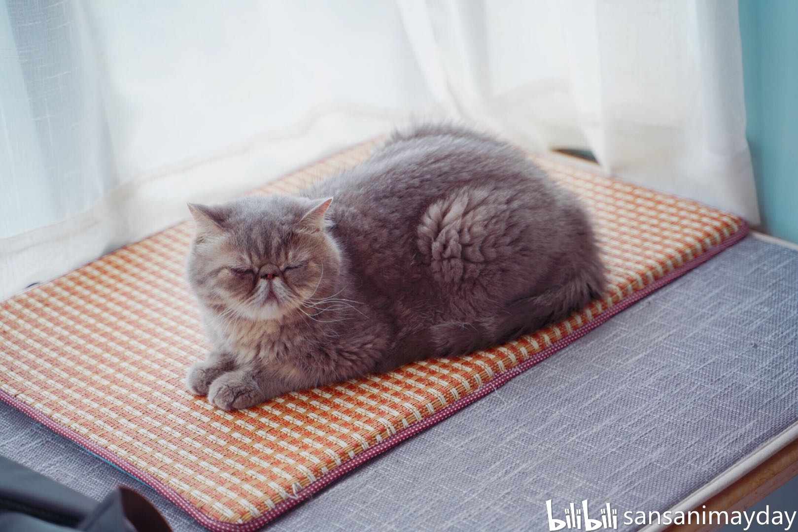 欢欢的故事(1)--初进家门