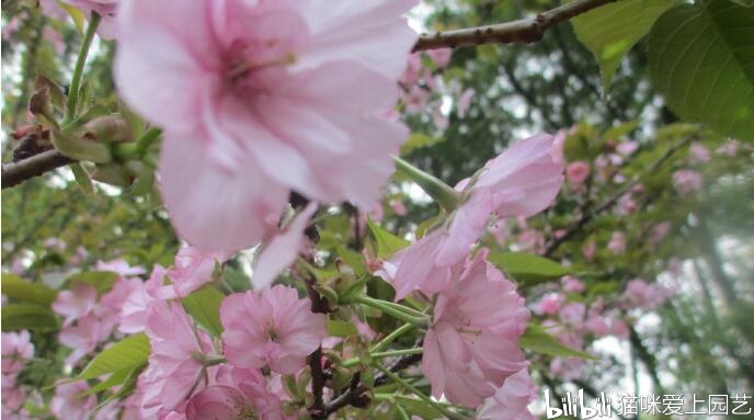 日本樱花品种-旭山樱