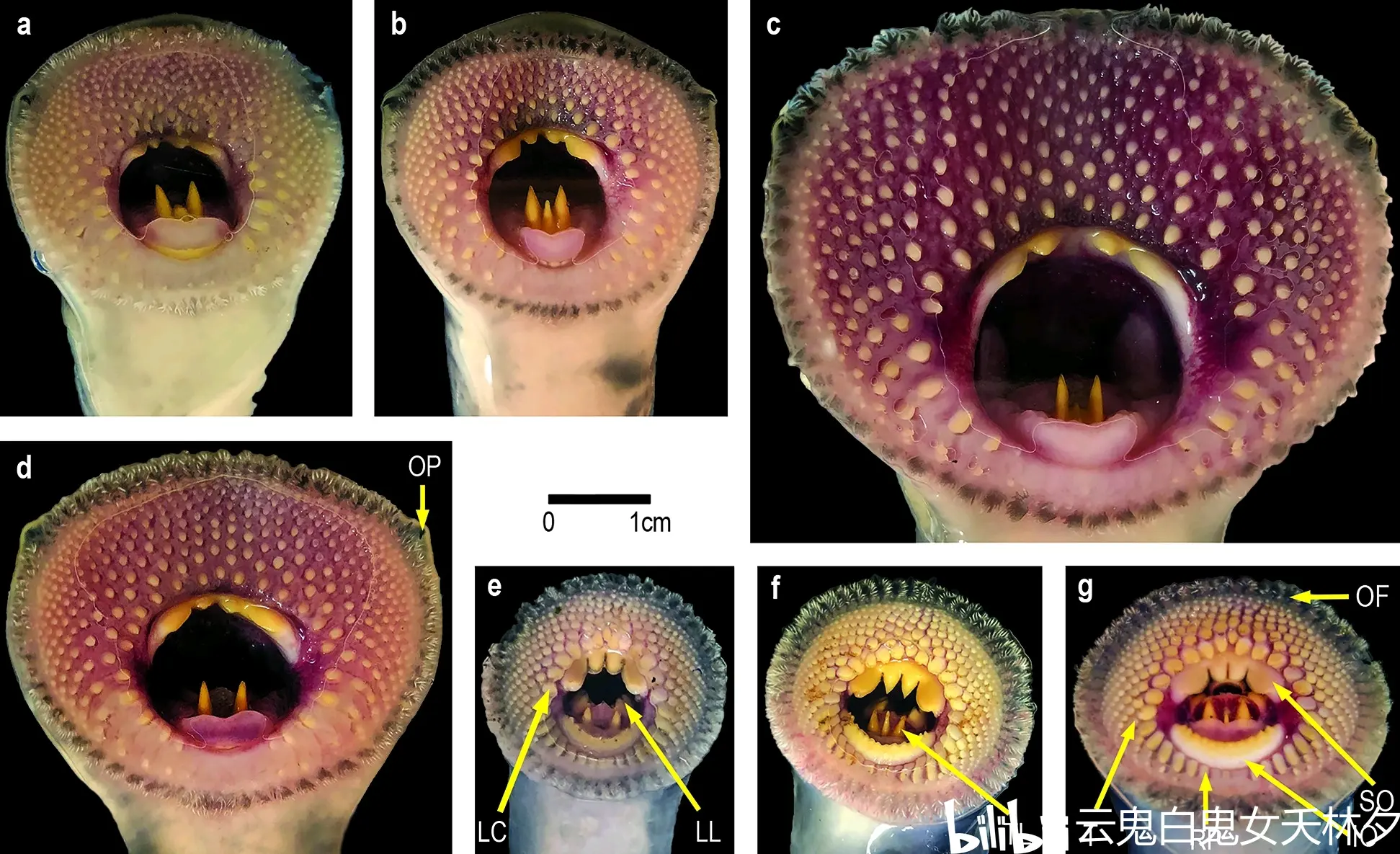 巴塔哥尼亚囊口七鳃鳗的野外调查