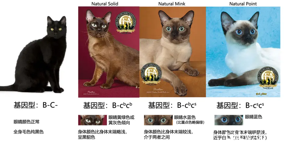 猫的遗传相关学习笔记 由布偶猫想到的 哔哩哔哩