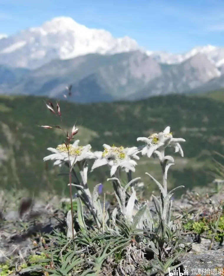 高山之花火绒草俗名 雪绒花 哔哩哔哩