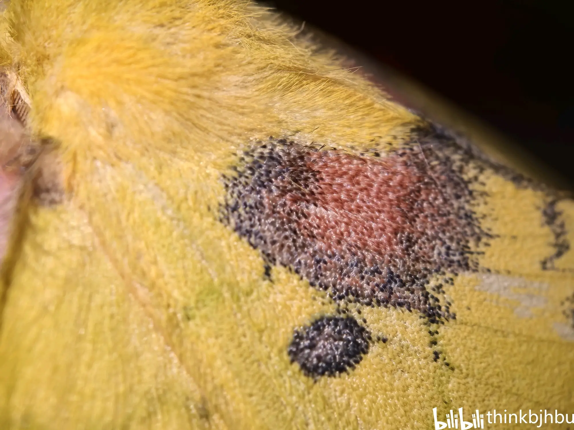 栎黄枯叶蛾羽化成功